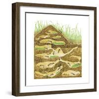 Harvester Ant Colony Cross Section. Insects, Biology-Encyclopaedia Britannica-Framed Art Print