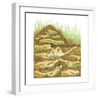 Harvester Ant Colony Cross Section. Insects, Biology-Encyclopaedia Britannica-Framed Art Print