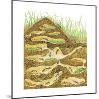 Harvester Ant Colony Cross Section. Insects, Biology-Encyclopaedia Britannica-Mounted Art Print