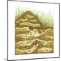 Harvester Ant Colony Cross Section. Insects, Biology-Encyclopaedia Britannica-Mounted Art Print