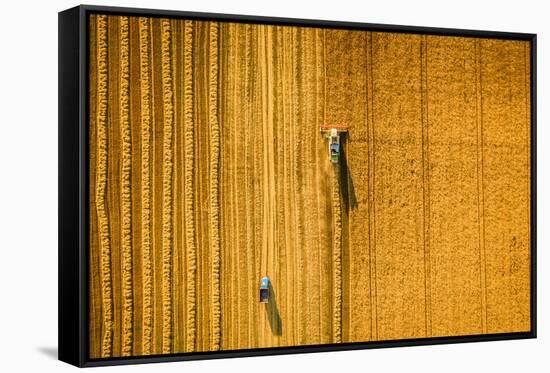 Harvester Machine Working in Field . Combine Harvester Agriculture Machine Harvesting Golden Ripe W-LALS STOCK-Framed Stretched Canvas