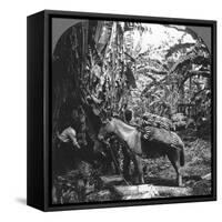 Harvesting Bananas, Costa Rica, 1909-null-Framed Stretched Canvas