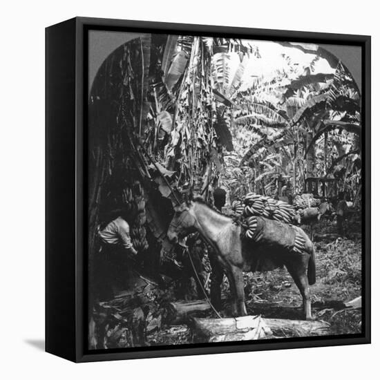 Harvesting Bananas, Costa Rica, 1909-null-Framed Stretched Canvas