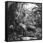 Harvesting Bananas, Costa Rica, 1909-null-Framed Stretched Canvas