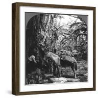 Harvesting Bananas, Costa Rica, 1909-null-Framed Photographic Print