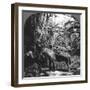 Harvesting Bananas, Costa Rica, 1909-null-Framed Photographic Print