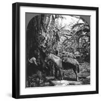 Harvesting Bananas, Costa Rica, 1909-null-Framed Photographic Print