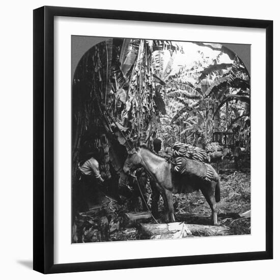 Harvesting Bananas, Costa Rica, 1909-null-Framed Photographic Print