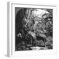 Harvesting Bananas, Costa Rica, 1909-null-Framed Photographic Print