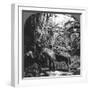 Harvesting Bananas, Costa Rica, 1909-null-Framed Photographic Print