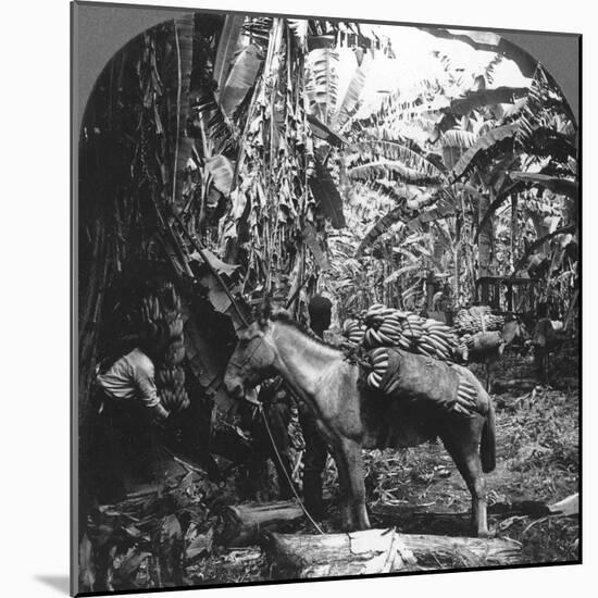 Harvesting Bananas, Costa Rica, 1909-null-Mounted Photographic Print