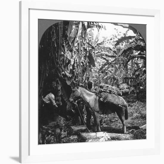 Harvesting Bananas, Costa Rica, 1909-null-Framed Photographic Print