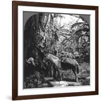 Harvesting Bananas, Costa Rica, 1909-null-Framed Photographic Print