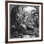 Harvesting Bananas, Costa Rica, 1909-null-Framed Photographic Print