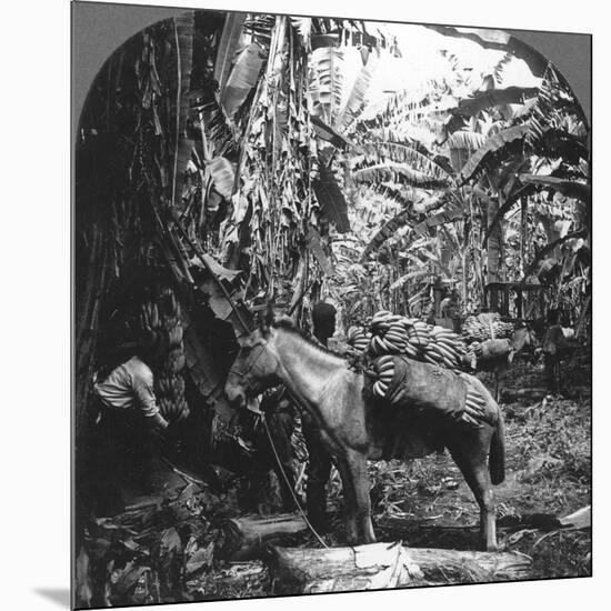 Harvesting Bananas, Costa Rica, 1909-null-Mounted Photographic Print