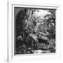 Harvesting Bananas, Costa Rica, 1909-null-Framed Photographic Print