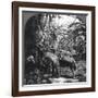 Harvesting Bananas, Costa Rica, 1909-null-Framed Photographic Print