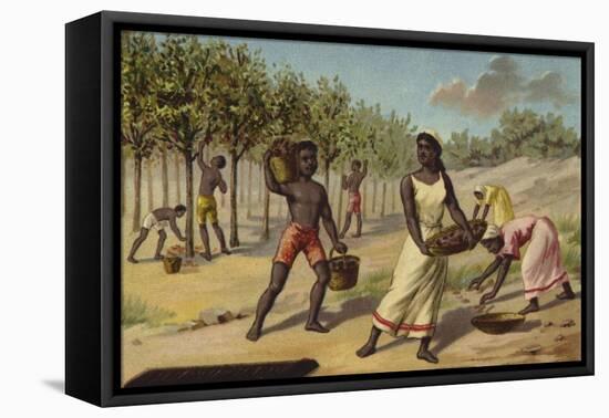 Harvesting Cocoa, Africa-null-Framed Stretched Canvas