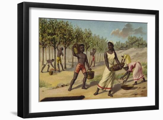 Harvesting Cocoa, Africa-null-Framed Giclee Print