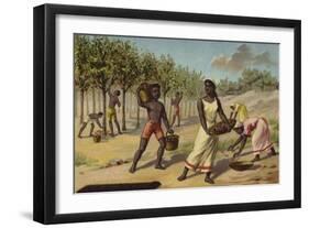 Harvesting Cocoa, Africa-null-Framed Giclee Print