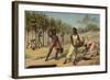 Harvesting Cocoa, Africa-null-Framed Giclee Print