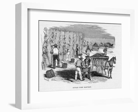 Harvesting Corn-null-Framed Giclee Print