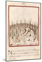 Harvesting Garlic, from Tacuinum Sanitatis-null-Mounted Giclee Print