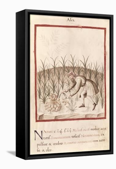 Harvesting Garlic, from Tacuinum Sanitatis-null-Framed Stretched Canvas