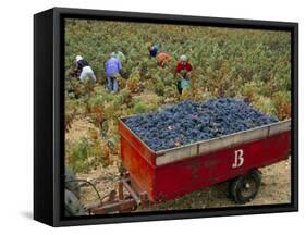 Harvesting Grapes in a Vineyard in the Rhone Valley, Rhone Alpes, France-Michael Busselle-Framed Stretched Canvas