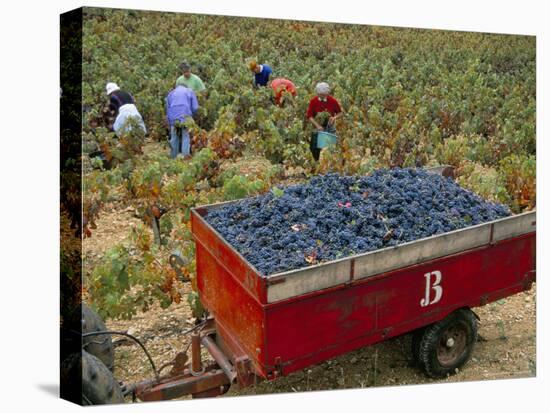 Harvesting Grapes in a Vineyard in the Rhone Valley, Rhone Alpes, France-Michael Busselle-Stretched Canvas