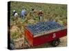 Harvesting Grapes in a Vineyard in the Rhone Valley, Rhone Alpes, France-Michael Busselle-Stretched Canvas