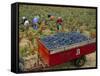 Harvesting Grapes in a Vineyard in the Rhone Valley, Rhone Alpes, France-Michael Busselle-Framed Stretched Canvas