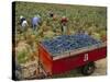 Harvesting Grapes in a Vineyard in the Rhone Valley, Rhone Alpes, France-Michael Busselle-Stretched Canvas