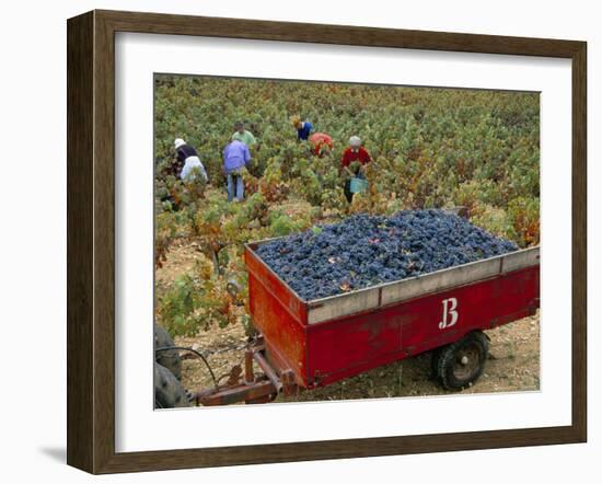 Harvesting Grapes in a Vineyard in the Rhone Valley, Rhone Alpes, France-Michael Busselle-Framed Photographic Print