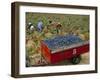 Harvesting Grapes in a Vineyard in the Rhone Valley, Rhone Alpes, France-Michael Busselle-Framed Photographic Print