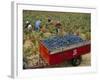 Harvesting Grapes in a Vineyard in the Rhone Valley, Rhone Alpes, France-Michael Busselle-Framed Photographic Print