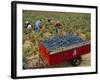 Harvesting Grapes in a Vineyard in the Rhone Valley, Rhone Alpes, France-Michael Busselle-Framed Photographic Print