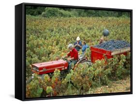 Harvesting Grapes, Near Bagnoles Sur Ceze, Languedoc Roussillon, France-Michael Busselle-Framed Stretched Canvas