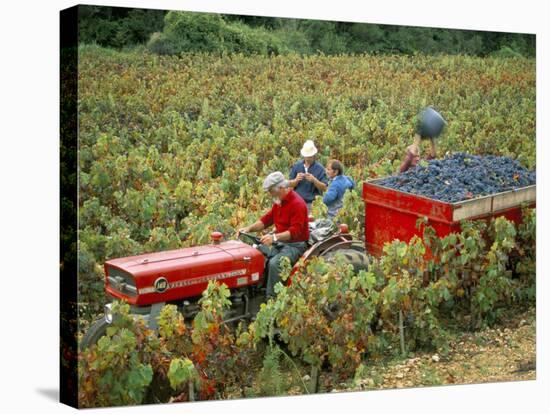 Harvesting Grapes, Near Bagnoles Sur Ceze, Languedoc Roussillon, France-Michael Busselle-Stretched Canvas