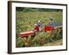 Harvesting Grapes, Near Bagnoles Sur Ceze, Languedoc Roussillon, France-Michael Busselle-Framed Photographic Print