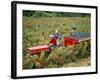 Harvesting Grapes, Near Bagnoles Sur Ceze, Languedoc Roussillon, France-Michael Busselle-Framed Photographic Print