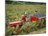 Harvesting Grapes, Near Bagnoles Sur Ceze, Languedoc Roussillon, France-Michael Busselle-Mounted Photographic Print