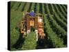 Harvesting Grapes, Near Castillon, Gironde, Aquitaine, France-Michael Busselle-Stretched Canvas