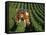 Harvesting Grapes, Near Castillon, Gironde, Aquitaine, France-Michael Busselle-Framed Stretched Canvas