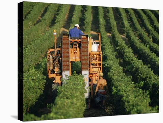 Harvesting Grapes, Near Castillon, Gironde, Aquitaine, France-Michael Busselle-Stretched Canvas