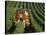 Harvesting Grapes, Near Castillon, Gironde, Aquitaine, France-Michael Busselle-Stretched Canvas