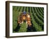 Harvesting Grapes, Near Castillon, Gironde, Aquitaine, France-Michael Busselle-Framed Photographic Print