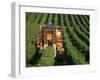 Harvesting Grapes, Near Castillon, Gironde, Aquitaine, France-Michael Busselle-Framed Photographic Print