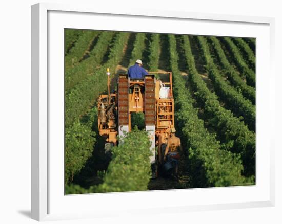 Harvesting Grapes, Near Castillon, Gironde, Aquitaine, France-Michael Busselle-Framed Photographic Print