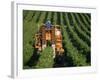 Harvesting Grapes, Near Castillon, Gironde, Aquitaine, France-Michael Busselle-Framed Photographic Print